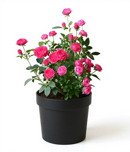 Miniature Rose Pink - 7" Pot