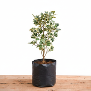 Triangle Fig Variegated - 10" Grow bag