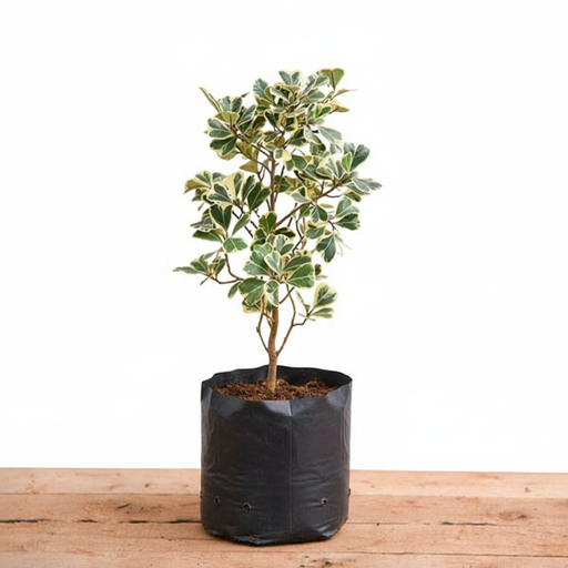 Triangle Fig Variegated - 10" Grow bag