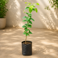 Bael - 10" Grow bag