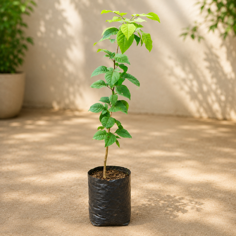 Bael - 10" Grow bag