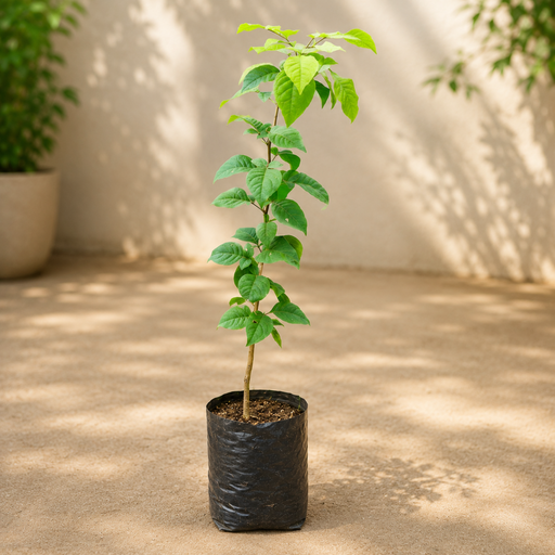 Bael - 10" Grow bag