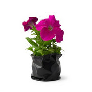 Petunia Mixed
