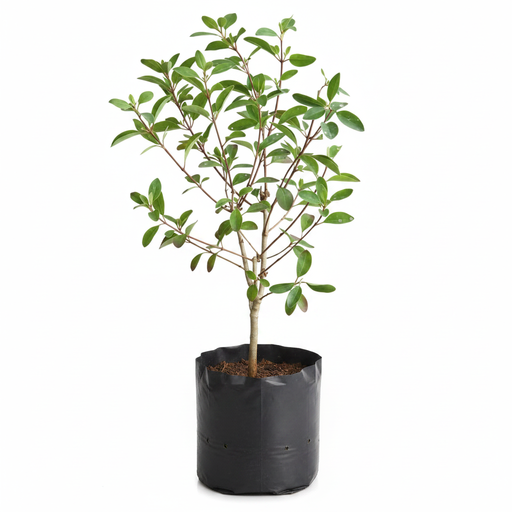 Galphimia - 10" Grow bag
