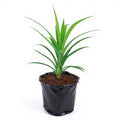 Pandanus amaryllifolius - 6" Grow bag