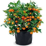Ornamental Orange Fruit