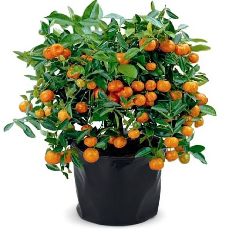 Ornamental Orange Fruit