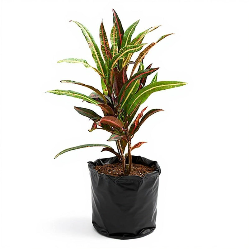 Croton (Kaptain Kidd) - 10" Grow bag