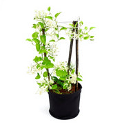 sku:PLT-RANJAIPLANT-B10-NA