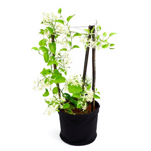 Ranjai Plant - 10" Grow bag