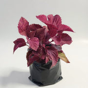 Coleus Green Maroon