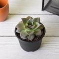 Echeveria Dionysos - 3" Pot