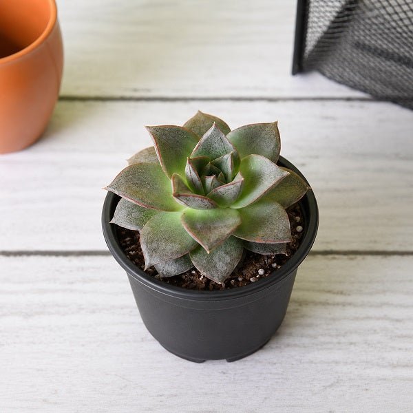 Echeveria Dionysos - 3" Pot