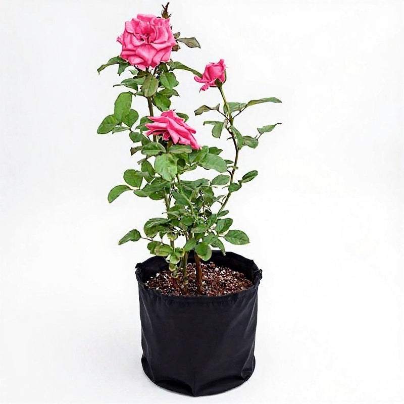 Rose Pink - 10" Grow bag