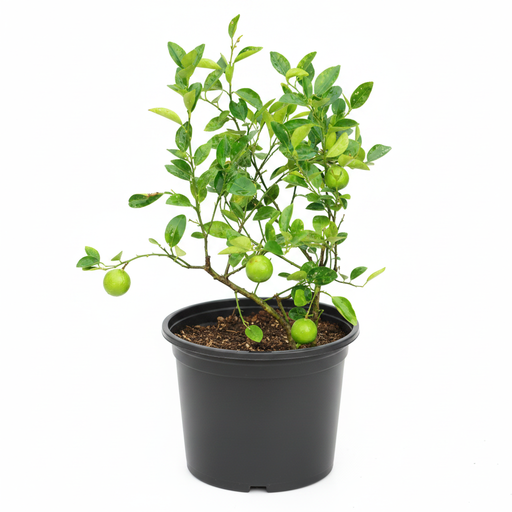 Lemon Grafted - 10" Pot