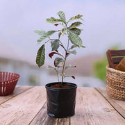 Excoecaria Bicolor Variegated
