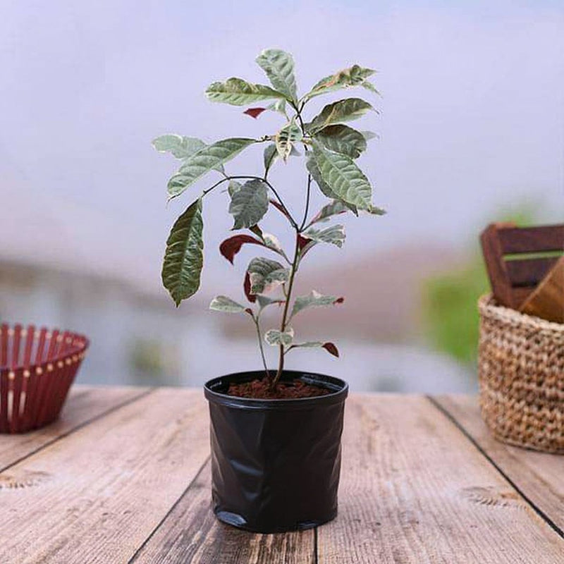 Excoecaria Bicolor Variegated