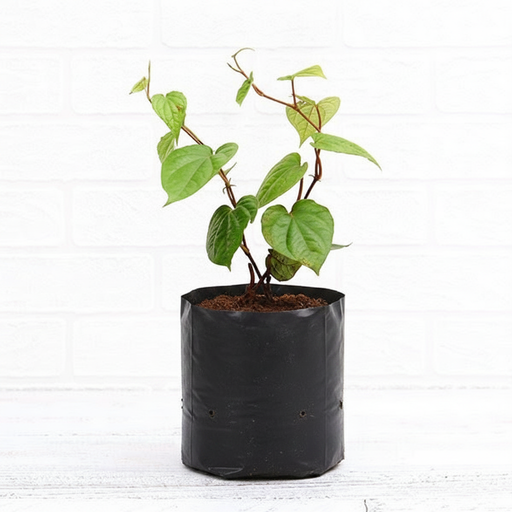 Betel Leaf - 6" Grow bag
