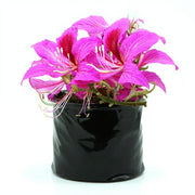 Bauhinia Orchid Lily Pink