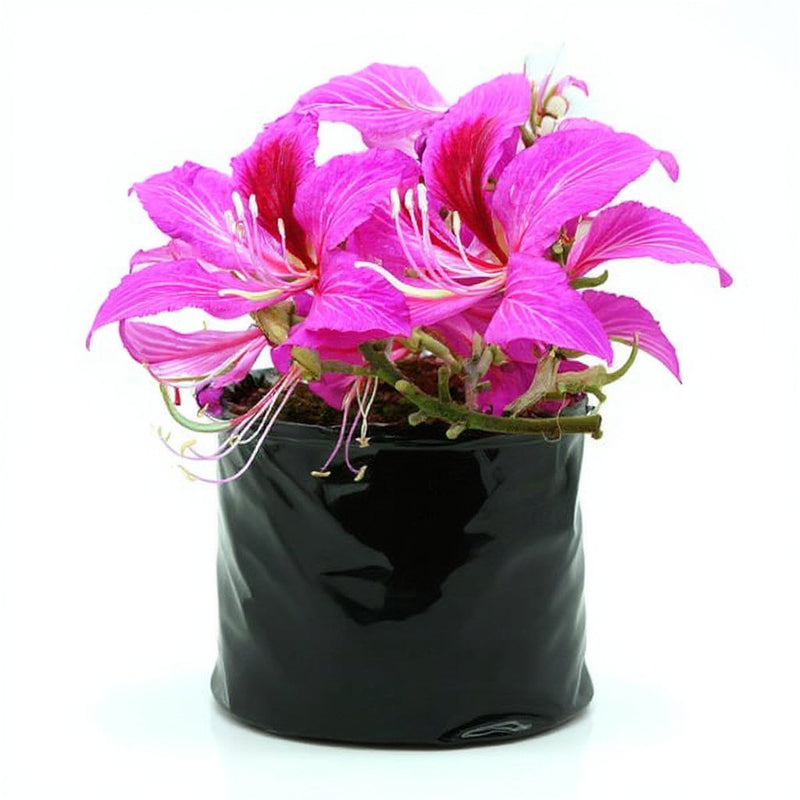 Bauhinia Orchid Lily Pink