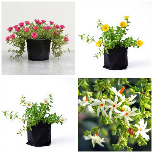 Rangoli Four - Set of 4 Colourful Portulaca Plants