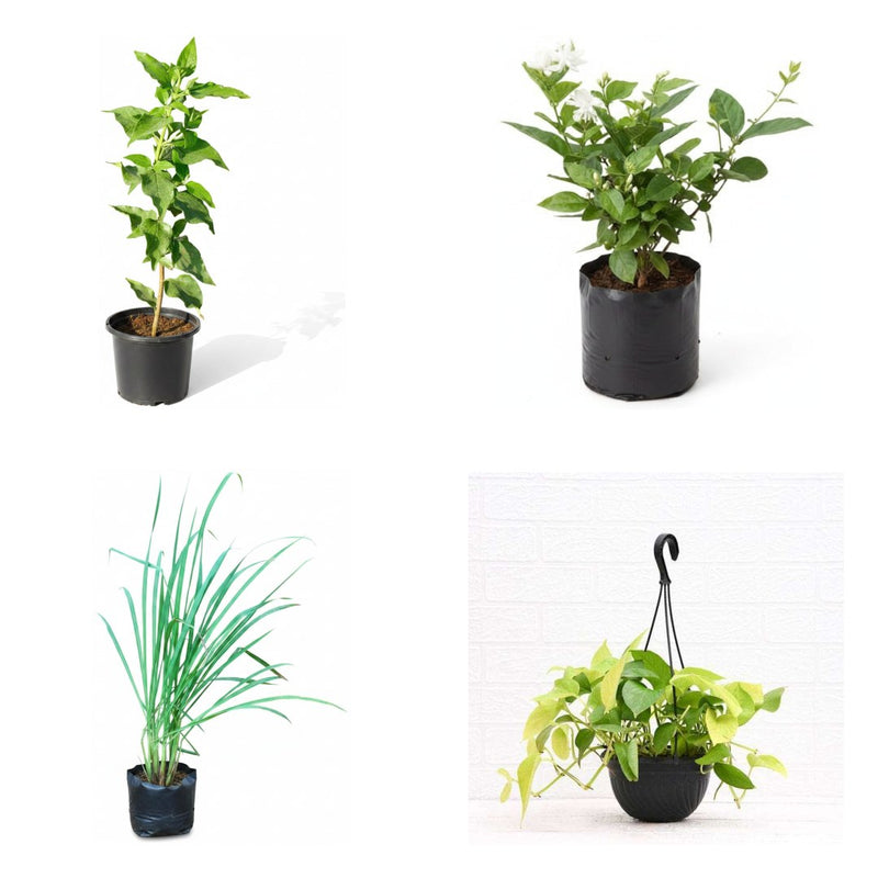 Return Gift Four - Set of 4 Small Gift Plants for Parties