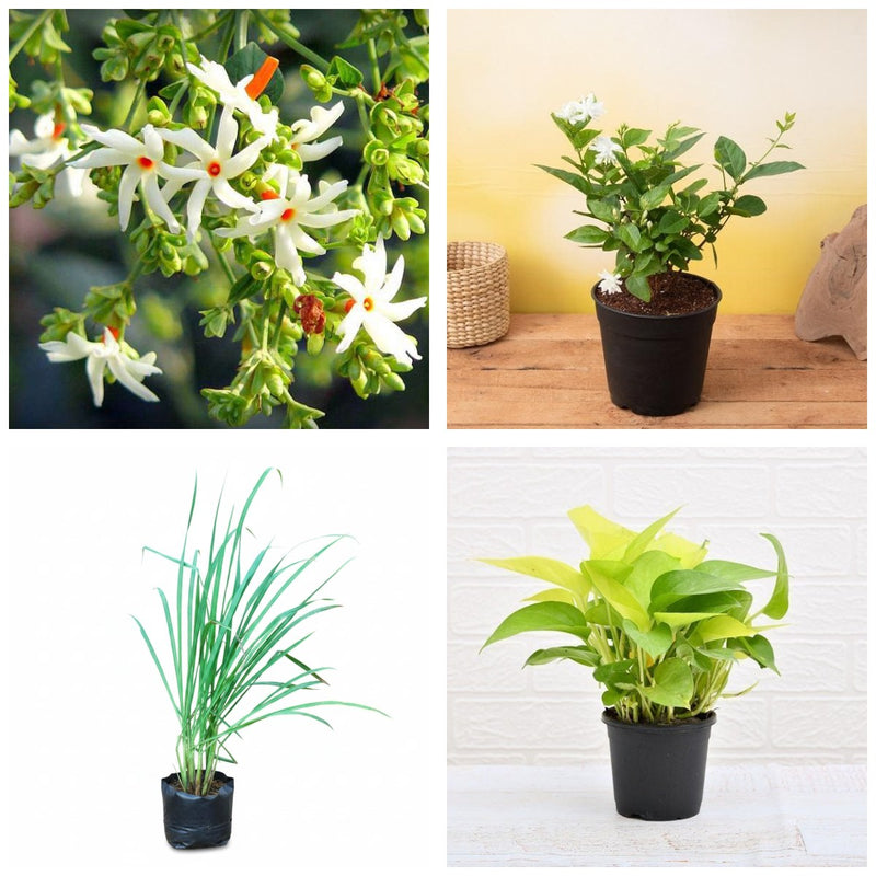 Return Gift Four - Set of 4 Small Gift Plants for Parties