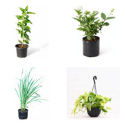 Return Gift Four - Set of 4 Small Gift Plants for Parties