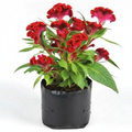 Cockscomb Pink - 6" Grow bag