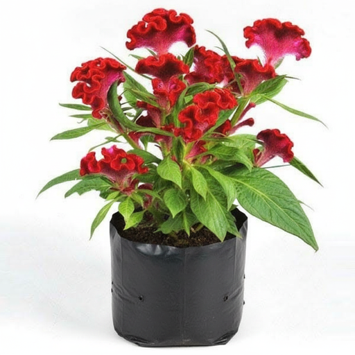Cockscomb Pink - 6" Grow bag