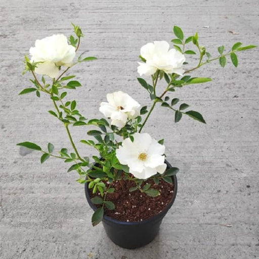 Miniature Rose White - 6" Pot