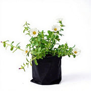sku:PLT-PORTULACA-B06-WHT