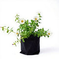 Portulaca White - 6" Grow bag