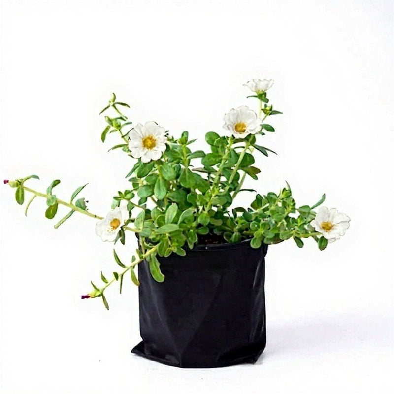 Portulaca White - 6" Grow bag