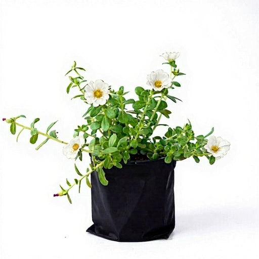 Portulaca White - 6" Grow bag