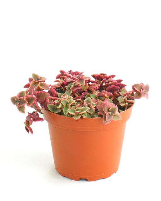 Calico Kitten Variegated - 3" Pot