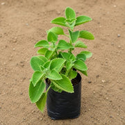 Ajwain Plant - 6" Grow bag