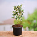 Triangle Fig Variegated - 6" Pot
