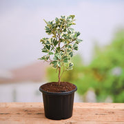 Triangle Fig Variegated - 6" Pot