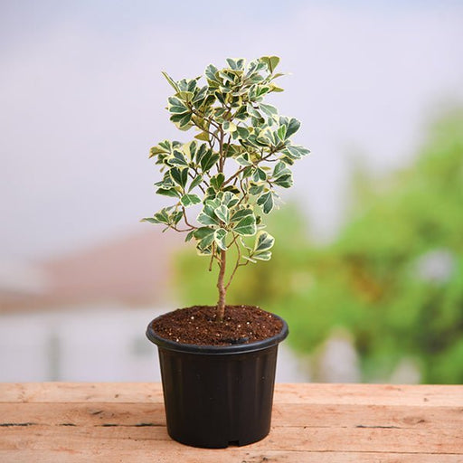 Triangle Fig Variegated - 6" Pot