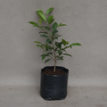 Sapota - 10" Grow bag