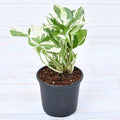 Money Plant Marble Prince, Scindapsus n Joy - 4" Pot