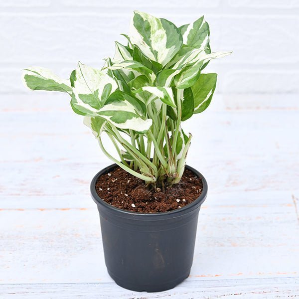 Money Plant Marble Prince, Scindapsus n Joy - 4" Pot