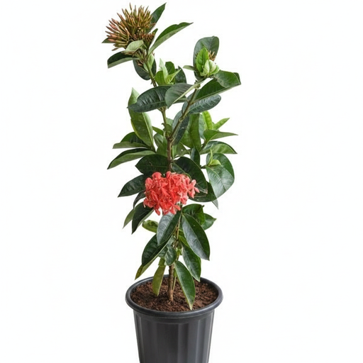 Ixora Orange - 8" Pot