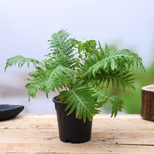 Silver Lady Fern - 6" Pot