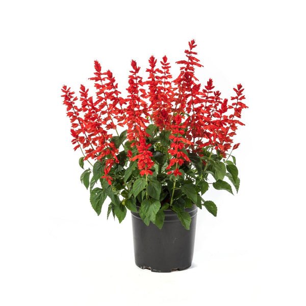 Salvia - 5" Pot