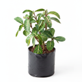 Sanchezia - 6" Grow bag