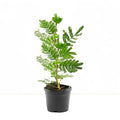 Shami Tree