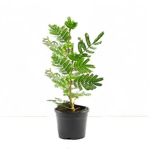 Shami Tree - 8" Pot