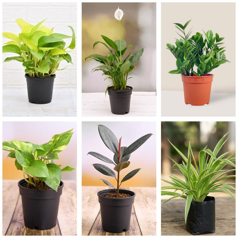 Six Air Purifiers - Set of 6 Air Purifying Plants for Home